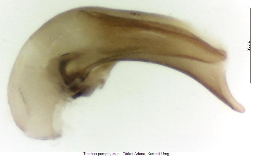 trechus_pamphylicus3.jpg