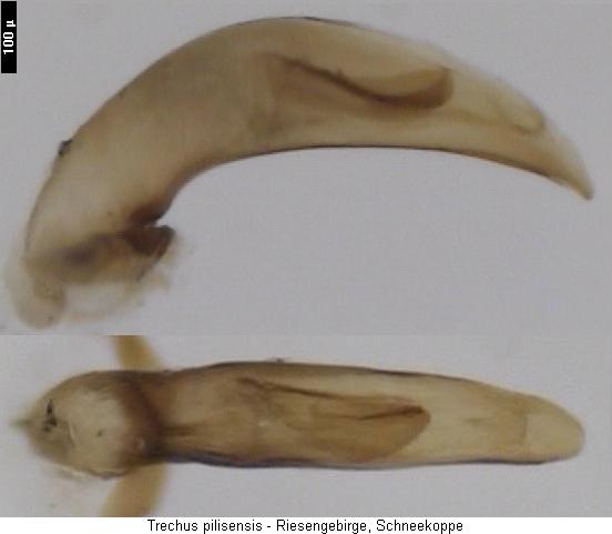 trechus_pilisensis6.jpg