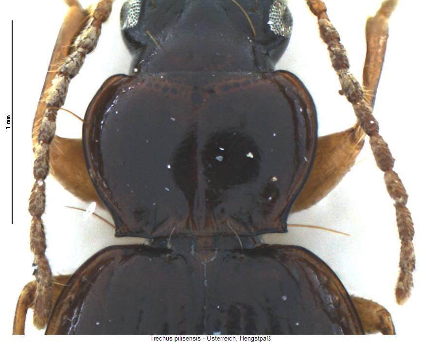 trechus_pilisensis_hsch.jpg