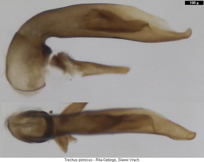 trechus_pirinicus.jpg