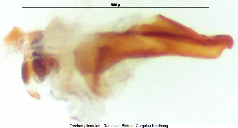 trechus_plicatulus_pc.jpg
