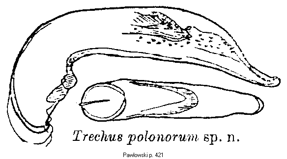 trechus_polonorum_.gif