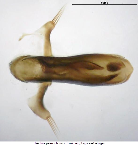 trechus_pseudolatus_aufsicht2.jpg