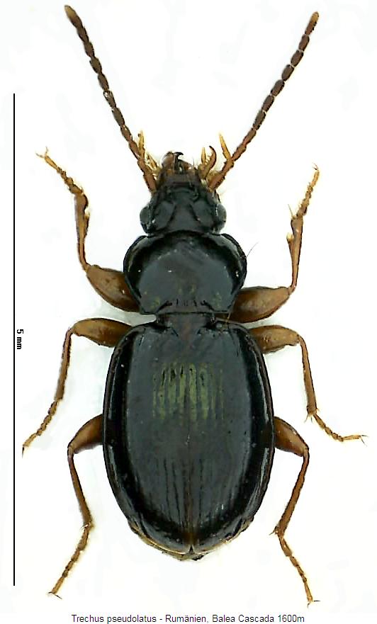 trechus_pseudolatus_hab.jpg