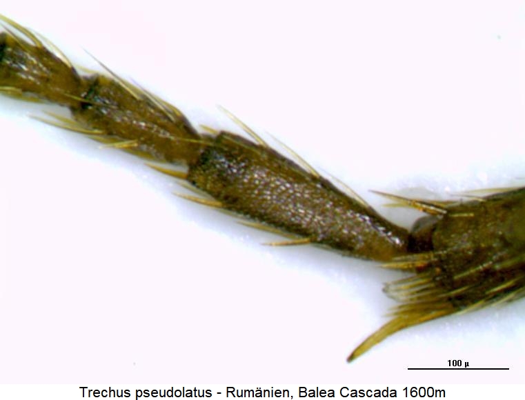 trechus_pseudolatus_htr.jpg