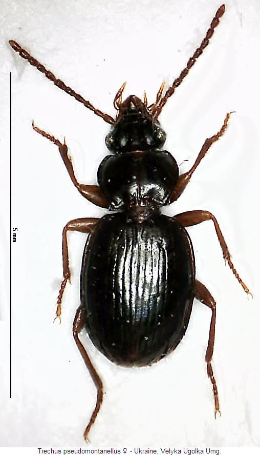 trechus_pseudomontanellus_hab.jpg