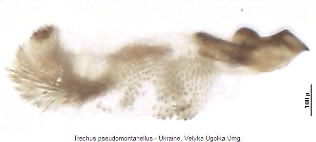 trechus_pseudomontanellus_pc.jpg
