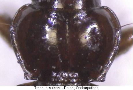 trechus_pulpani_hsch.jpg
