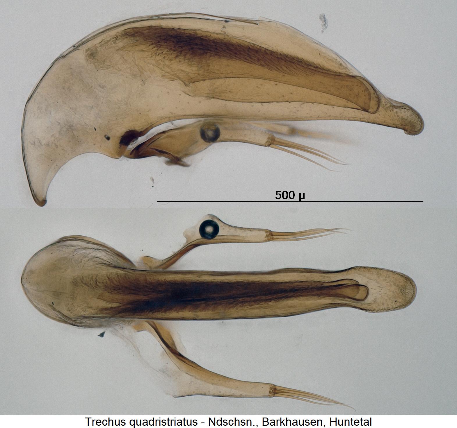 trechus_quadristriatus1.jpg