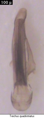 trechus_quadristriatus_aufs.jpg