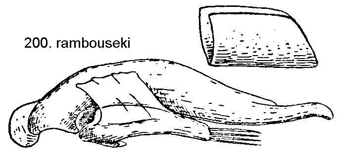 trechus_rambouseki.gif