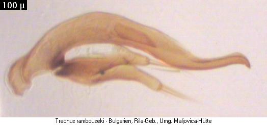 trechus_rambouseki.jpg