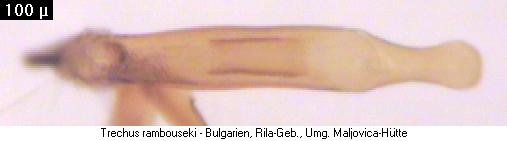 trechus_rambouseki_oben.jpg