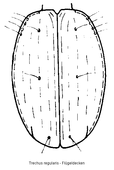 trechus_regularis_fld.gif