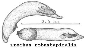trechus_robustapicalis.jpg
