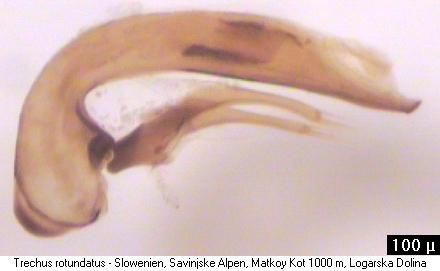 trechus_rotundatus.jpg