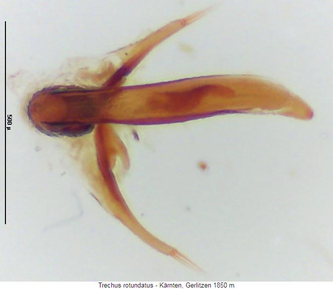 trechus_rotundatus2_aufs.jpg