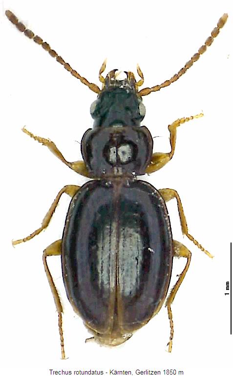 trechus_rotundatus_hab.jpg