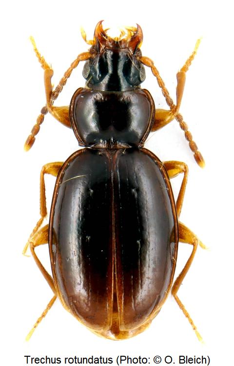 trechus_rotundatus_hab1.jpg