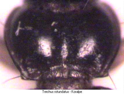trechus_rotundatus_hsch.jpg