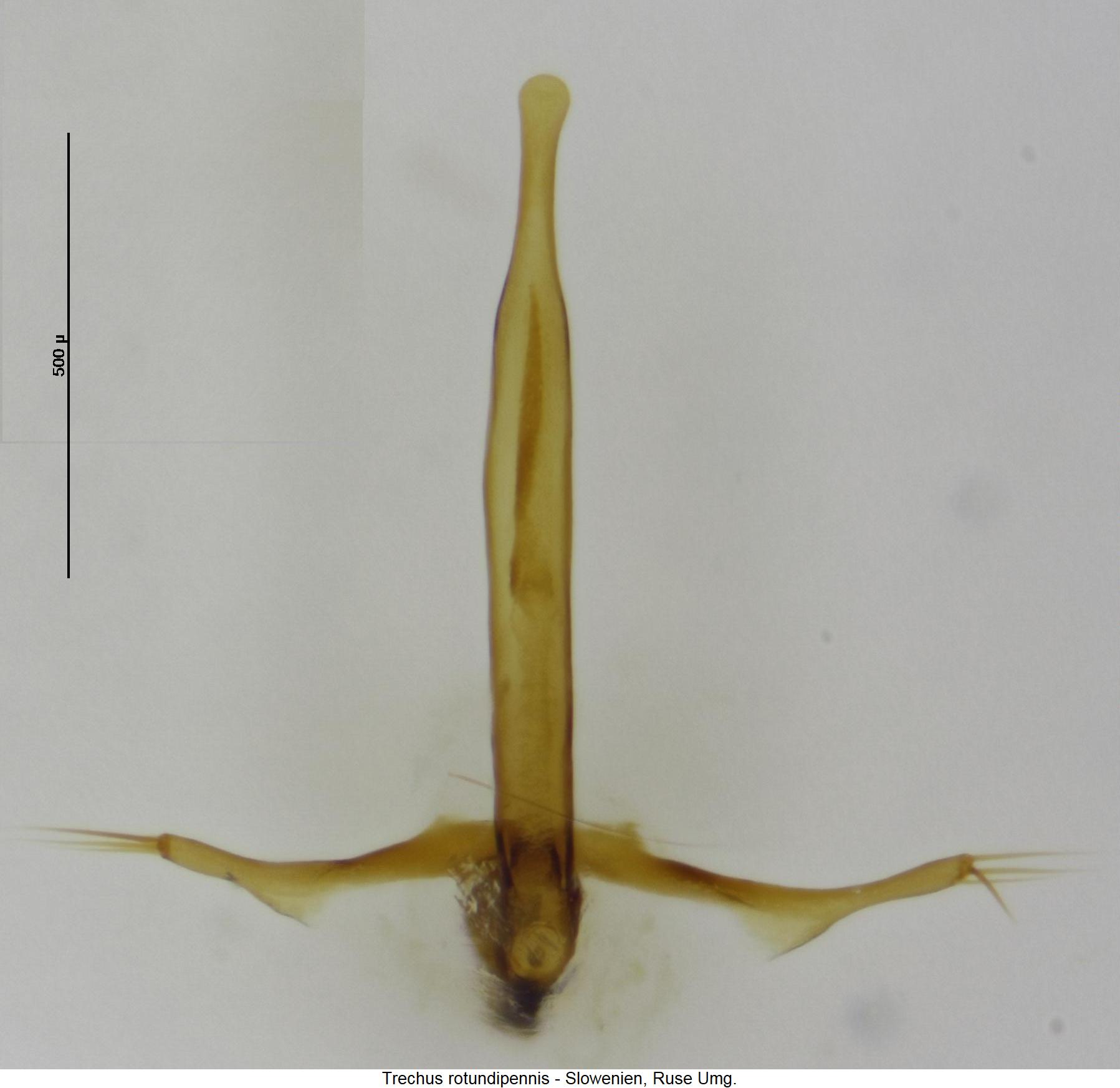 trechus_rotundipennis1.jpg