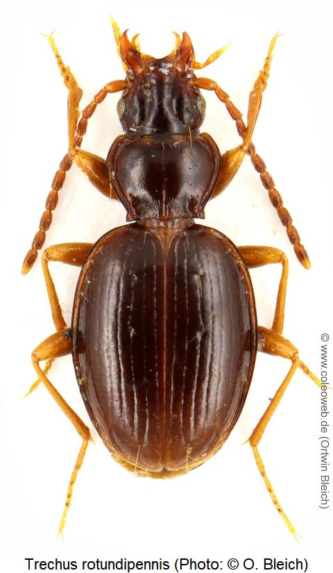 trechus_rotundipennis_hab.jpg