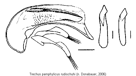 trechus_rudischuhi.gif