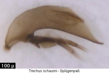 trechus_schaumi2.jpg