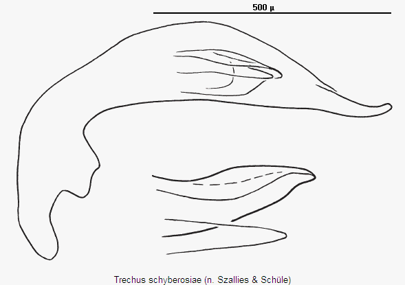 trechus_schyberosiae.gif