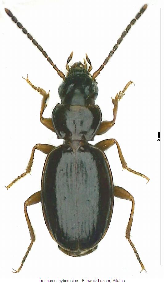 trechus_schyberosiae_hab.jpg