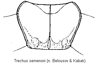 trechus_semenovi_hsch.gif