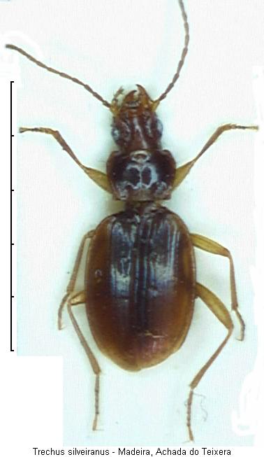 trechus_silveiranus_hab2.jpg