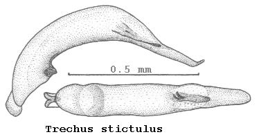 trechus_stictulus.jpg