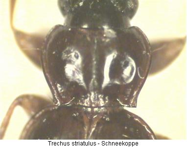trechus_striatulus_hsch_cz.jpg