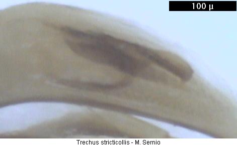 trechus_stricticollis_pc.jpg