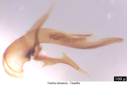 trechus_tenoensis.jpg