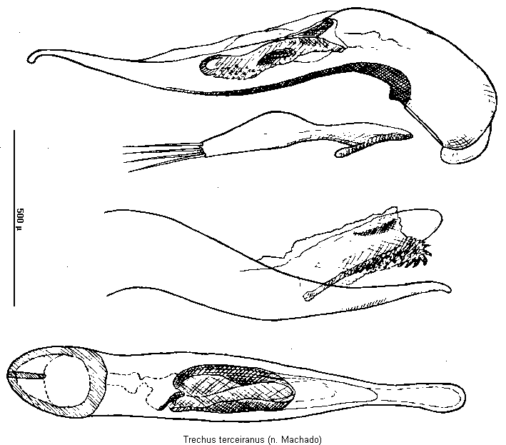 trechus_terceiranus.gif