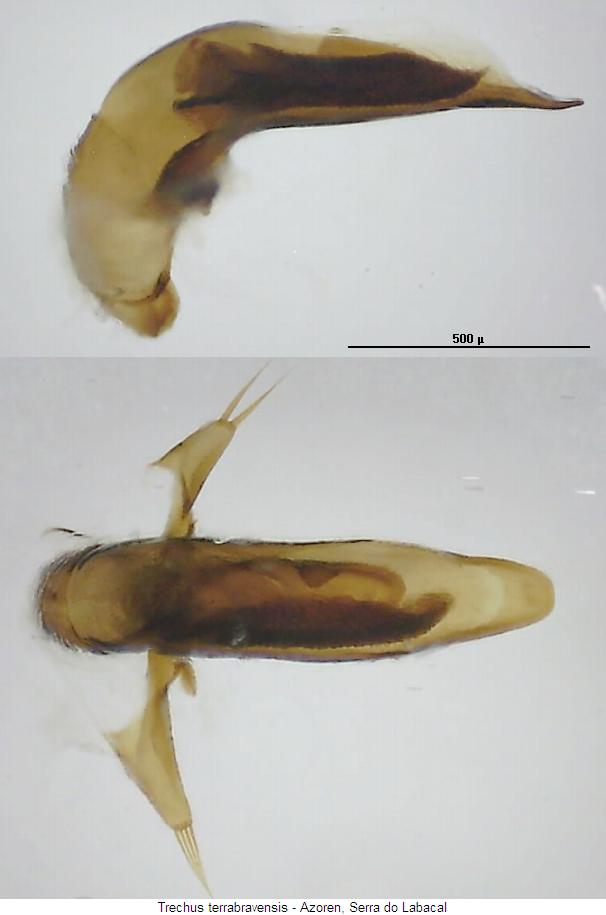 trechus_terrabravensis.jpg