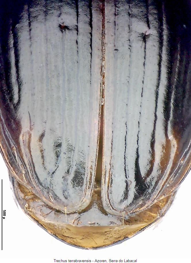 trechus_terrabravensis_fld.jpg