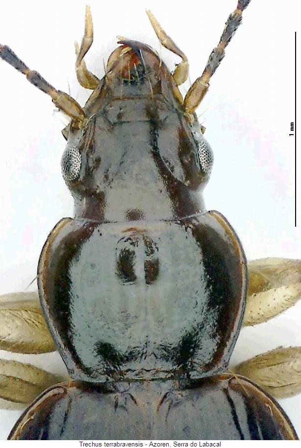 trechus_terrabravensis_vk.jpg