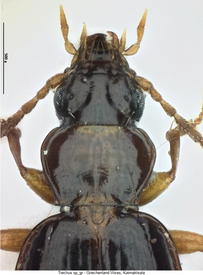 trechus_thomae_vk.jpg