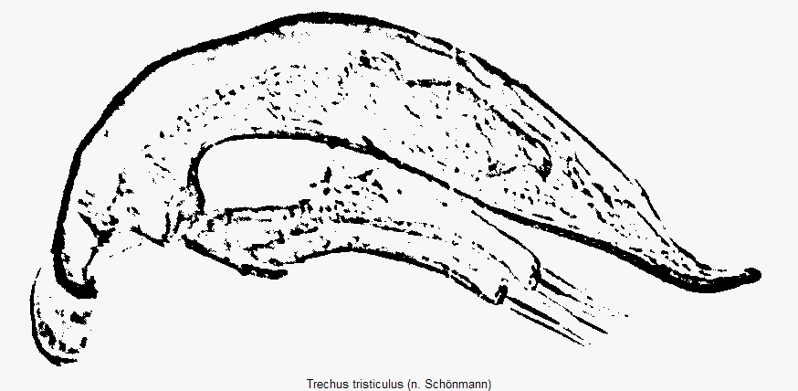 trechus_tristiculus.gif