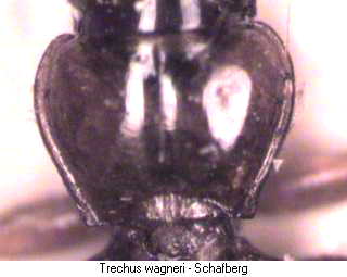 trechus_wagneri_hsch.jpg