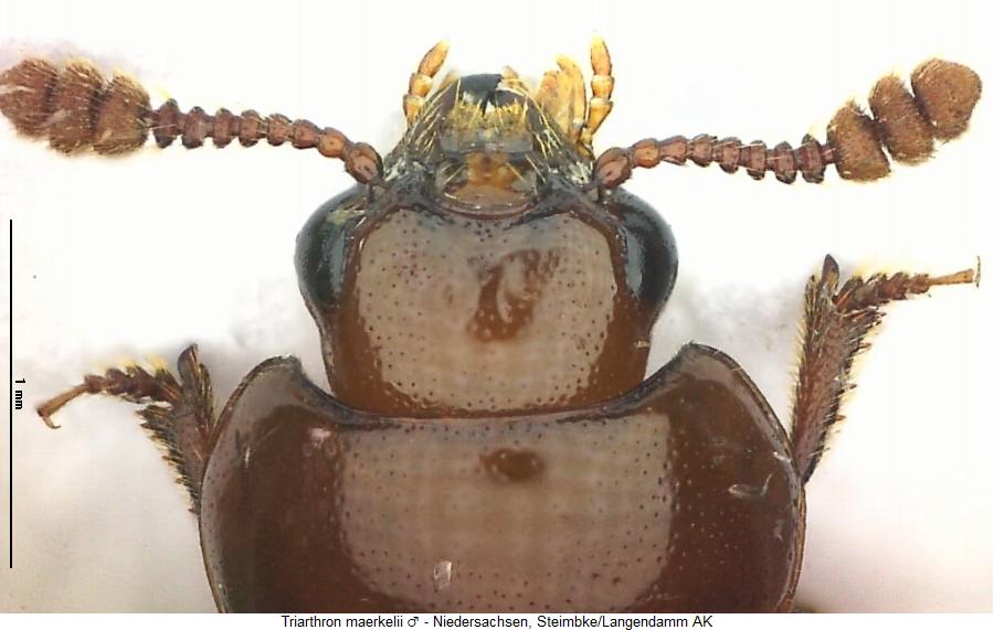 triarthron_maerkelii_k.jpg