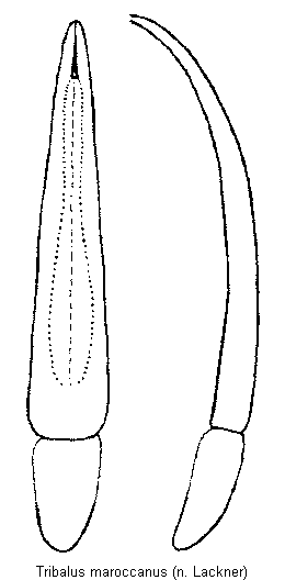 tribalus_maroccanus.gif