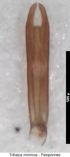tribalus_minimus.jpg