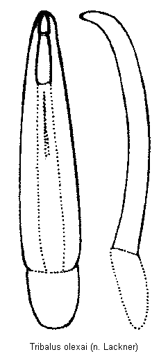 tribalus_olexai.gif