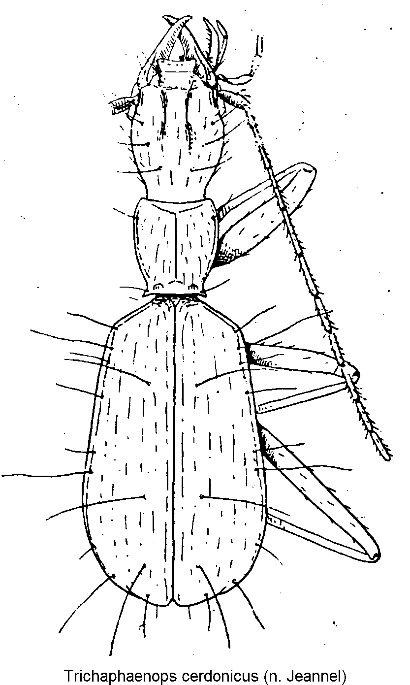 trichaphaenops_cerdonicus_hab.gif