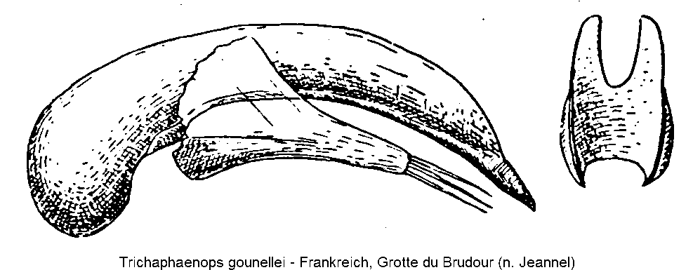trichaphaenops_gounellei.gif