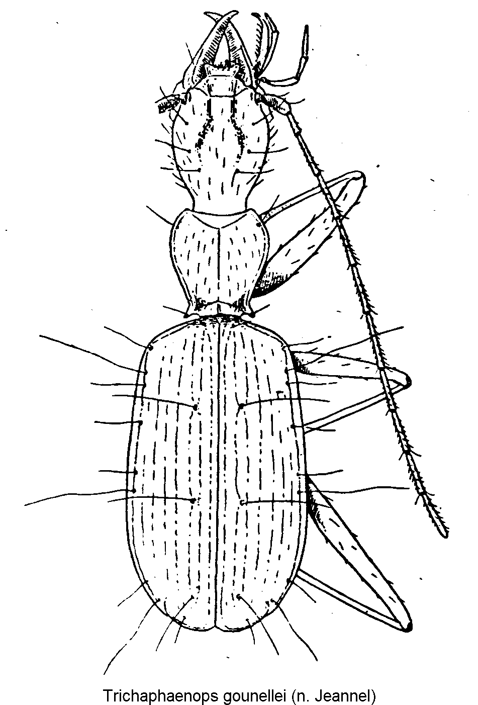 trichaphaenops_gounellei_hab.gif